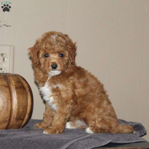 Miss Squash, Bich-Poo Puppy